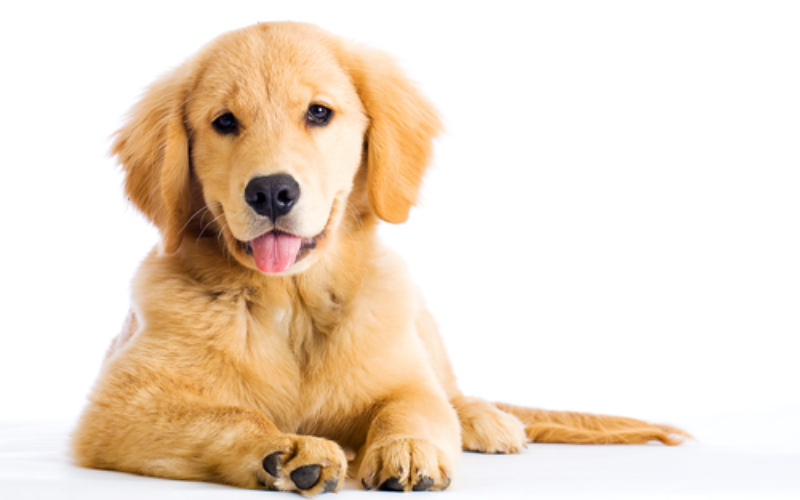 Therapy Pets: Service Dogs